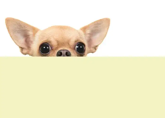 Żywienie szczeniaka chihuahua: Kompletny poradnik. Uniknij błędów!