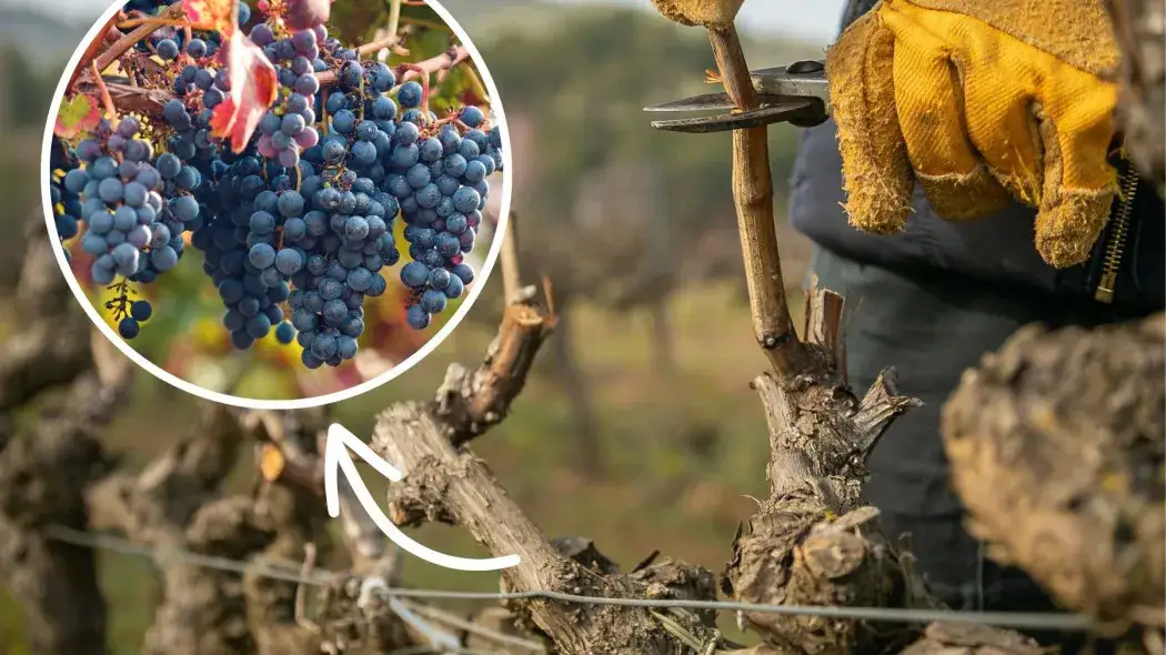 Przycinanie winogron: Sekret obfitych zbiorów w Polsce