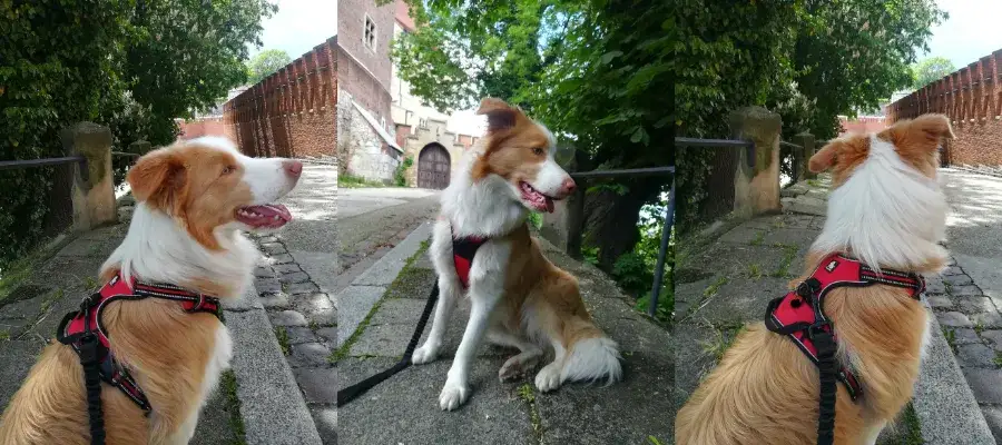Jaka obroża dla border collie? Wybierz idealną dla swojego psa