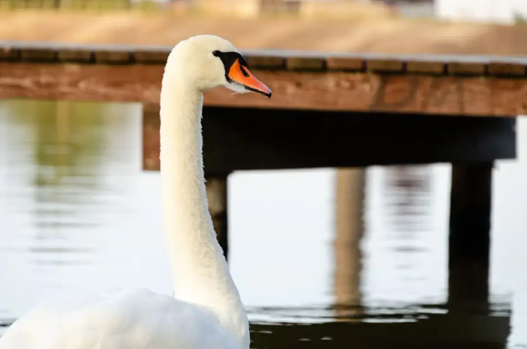 Jezioro Myśliborskie: piękne miejsce na relaks i aktywności wodne