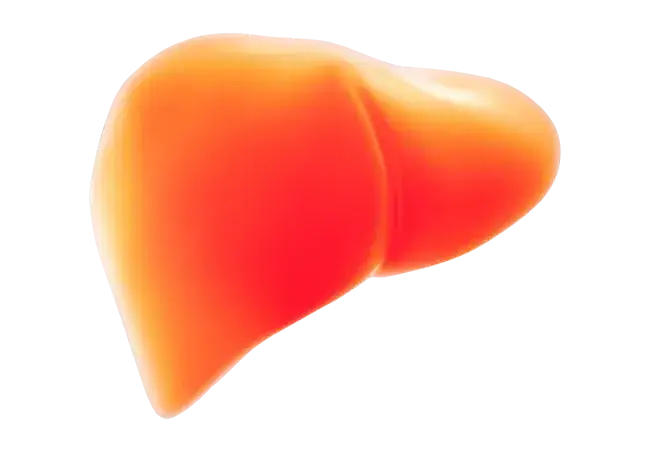 Ile czasu regeneruje się wątroba: Jak długo trwa regeneracja wątroby?