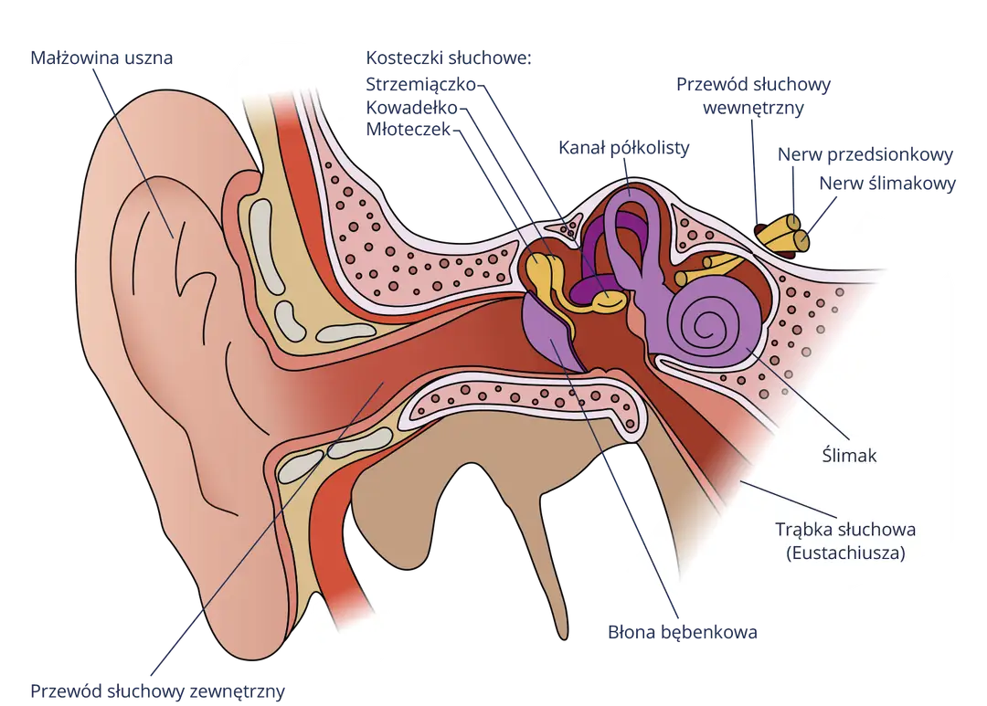 Słuch człowieka: Jak dźwięk staje się informacją w mózgu?