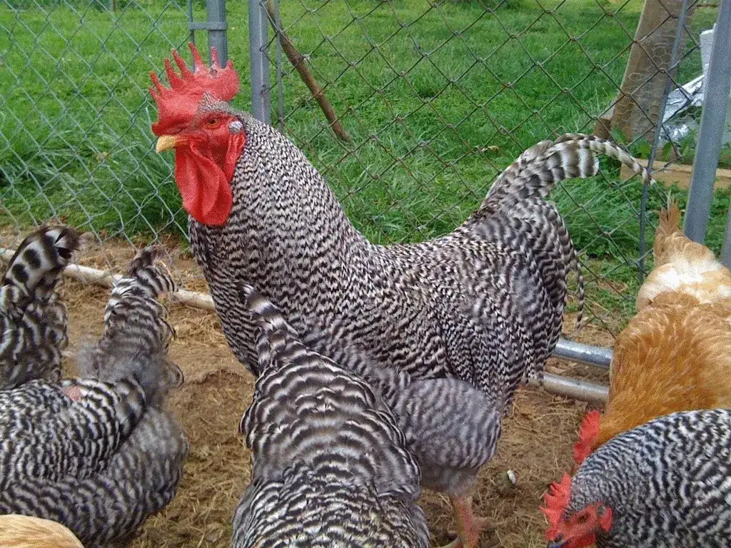 Kura Novogen: Cechy, zalety i wymagania tej popularnej rasy kur