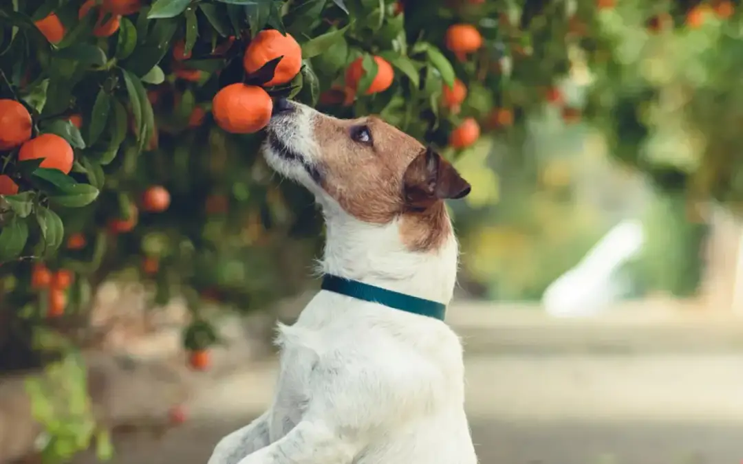 Pies i cytrusy: Czy jeden kęs to problem? Weterynarz wyjaśnia.