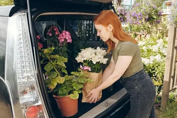 Jak przewieźć kwiaty w samochodzie, aby ich nie uszkodzić?