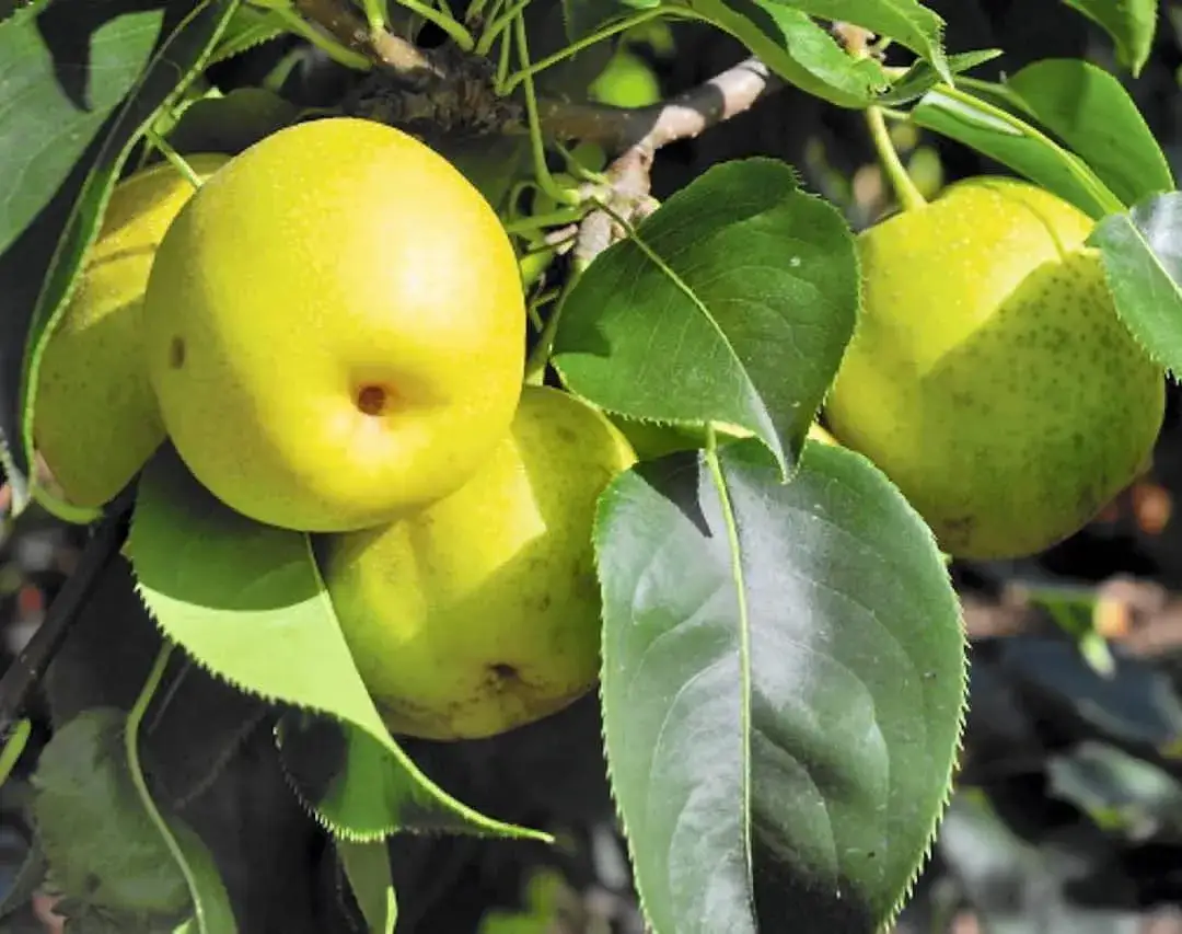 Japońska gruszka - egzotyczny owoc o wyjątkowych walorach smakowych