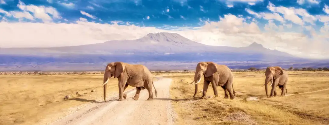 Najlepsze atrakcje w Kenii, które musisz zobaczyć podczas podróży