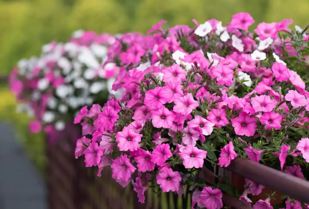 Jakie rośliny na balkon wybrać, by uniknąć niepowodzeń w uprawie?