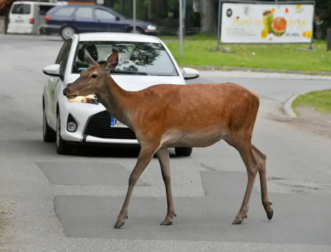 Kolizja z sarną - odszkodowanie z AC to prostsza droga