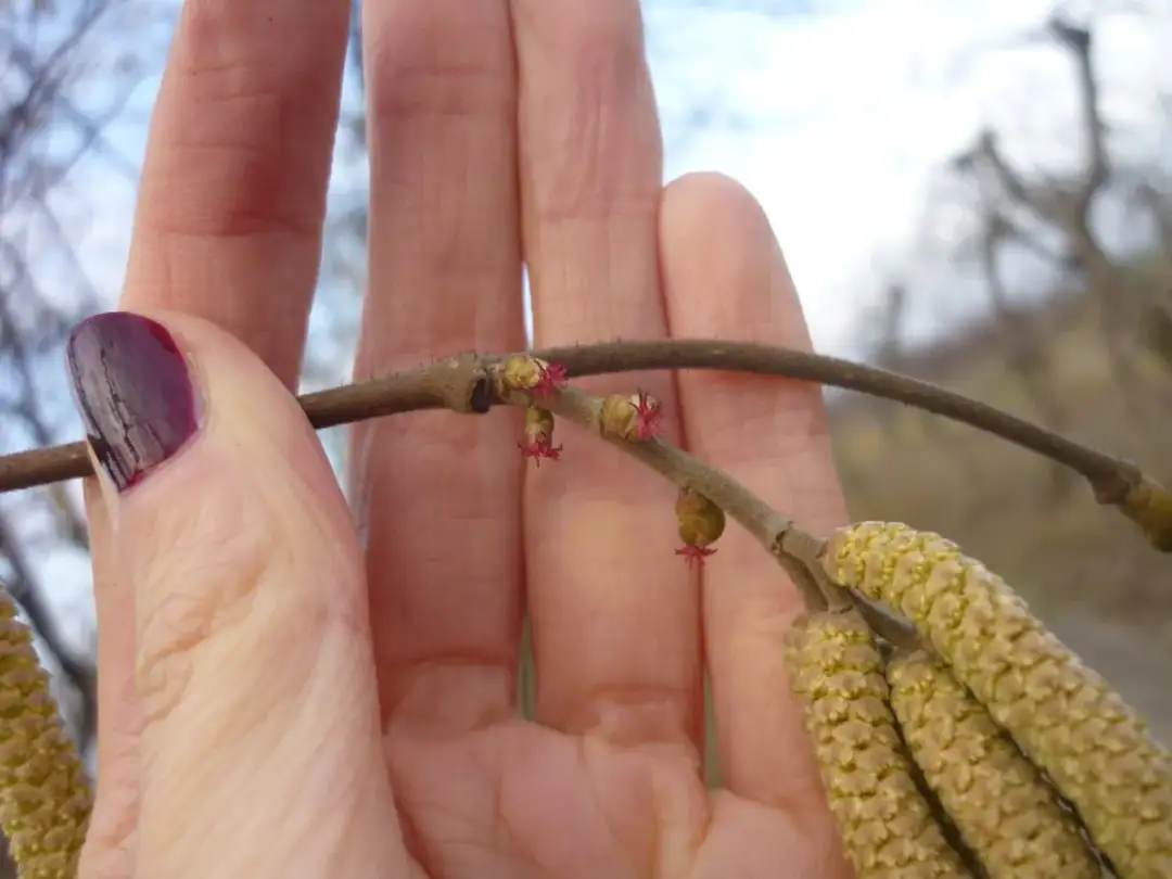 Kiedy kwitnie orzech laskowy? Poznaj sekret obfitych plonów