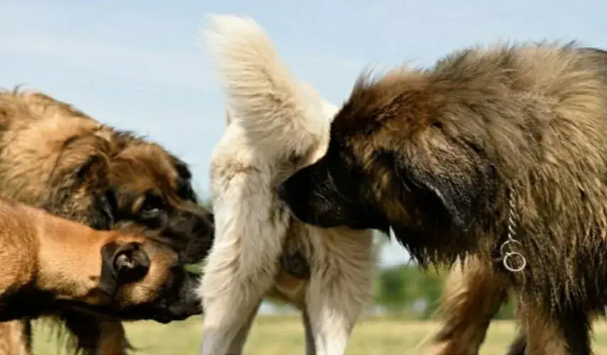 Jak wygląda cieczka u suki: objawy i przebieg cyklu cieczki