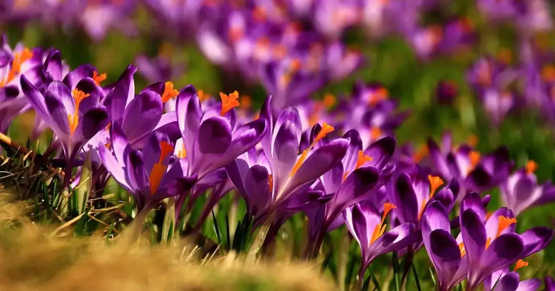 Pokoje u Kasi przy Dolinie Chochołowskiej! Tam podziwiać krokusy?