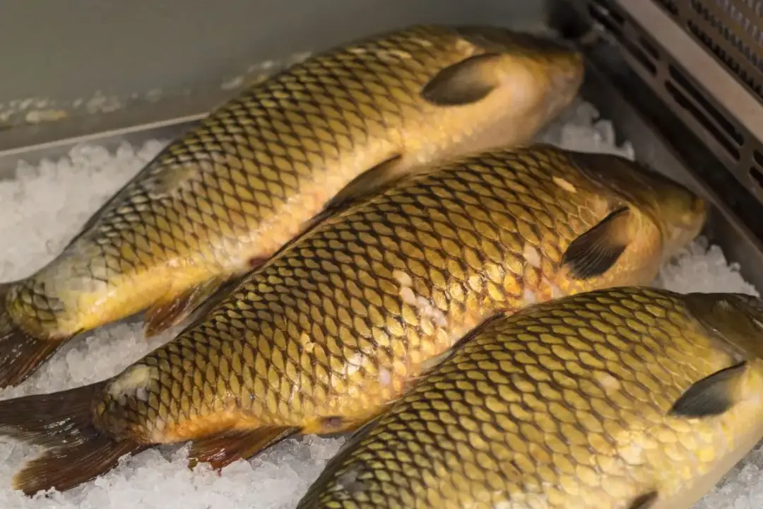 Ile karp może leżeć w zamrażarce? Sekrety mrożenia i rozmrażania