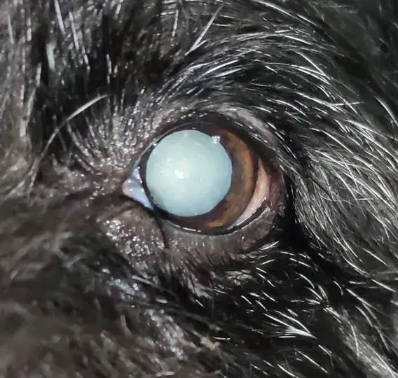 Ile kosztuje usunięcie zaćmy u psa? Sprawdź, co wpływa na cenę