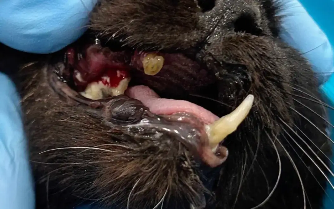 Zbliżenie na otwarty pysk czarnego kota z widocznymi krwawiącymi dziąsłami i żółtym zębem.