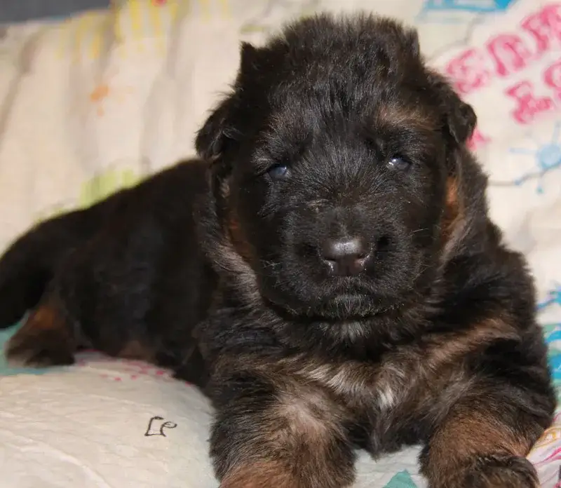 Szczeniak Owczarka Niemieckiego: Wygląd i Rozwój Miesiąc po Miesiącu