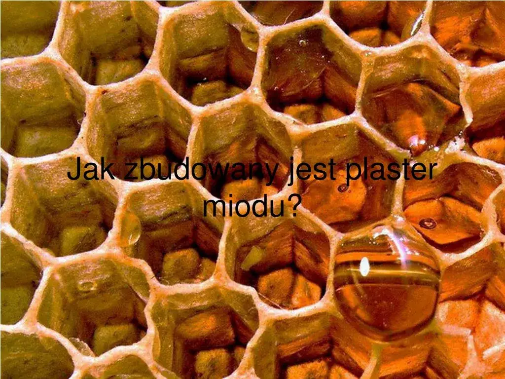 Jak wygląda plaster miodu? Odkryj jego fascynującą budowę i funkcje