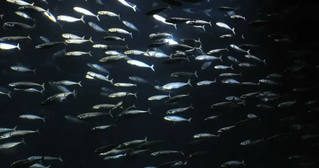 Kiedy łowić śledzie w Bałtyku? Poznaj najlepszy czas na ryby