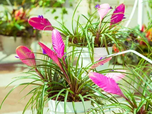 Jak udekorować kwiaty doniczkowe na prezent, by zachwycić obdarowanego