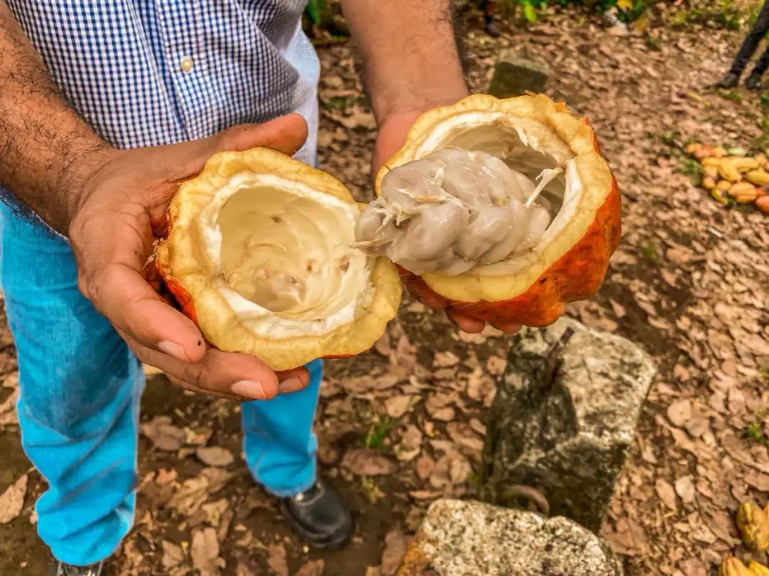 Skąd pochodzi kakao? Odkryj fascynującą historię i pochodzenie