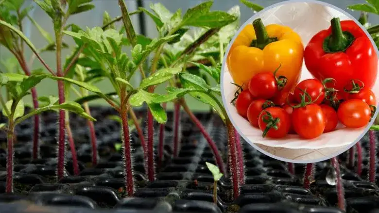 Jakie warzywa siejemy w marcu do gruntu? Lista i porady ogrodnika