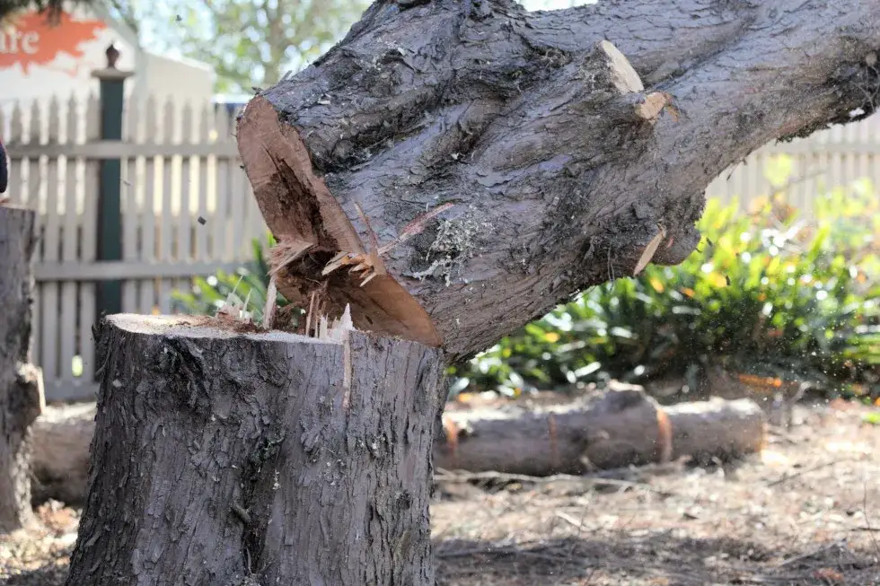 Czy można wyciąć drzewa na swojej działce? Sprawdź, co musisz wiedzieć