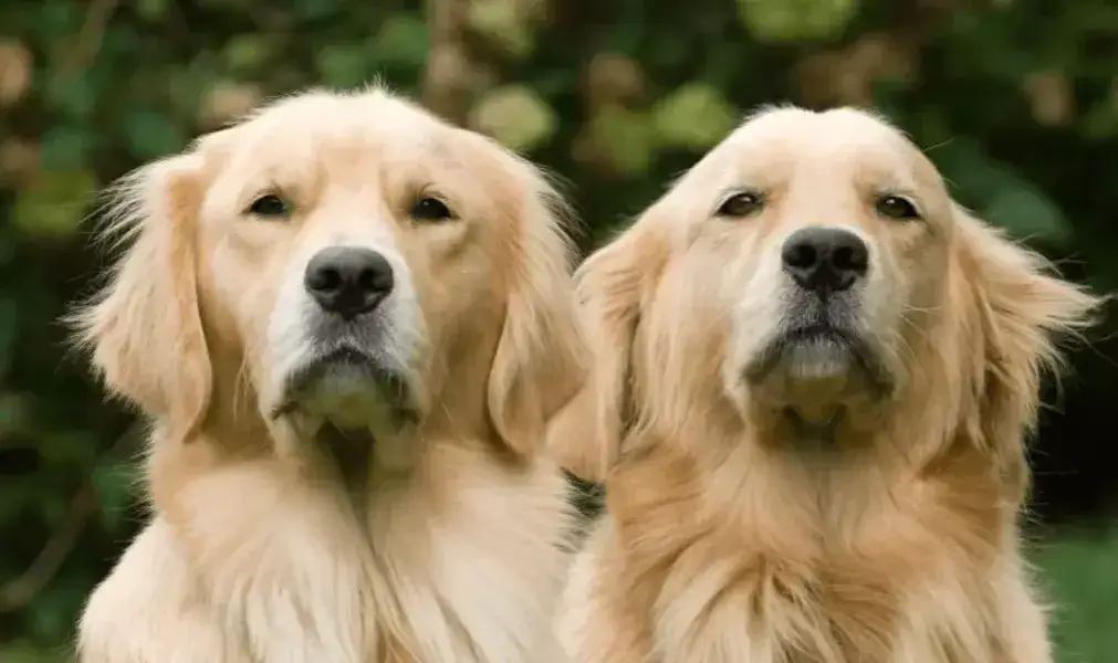 Adopcja szczeniaka golden retriever w Île-de-France: co musisz wiedzieć Adopcja szczeniaka golden retriever w Île-de-France: co musisz wiedzieć