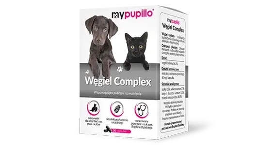 Czy pies może jeść węgiel? Poznaj prawdę i skutki podawania węgla psu