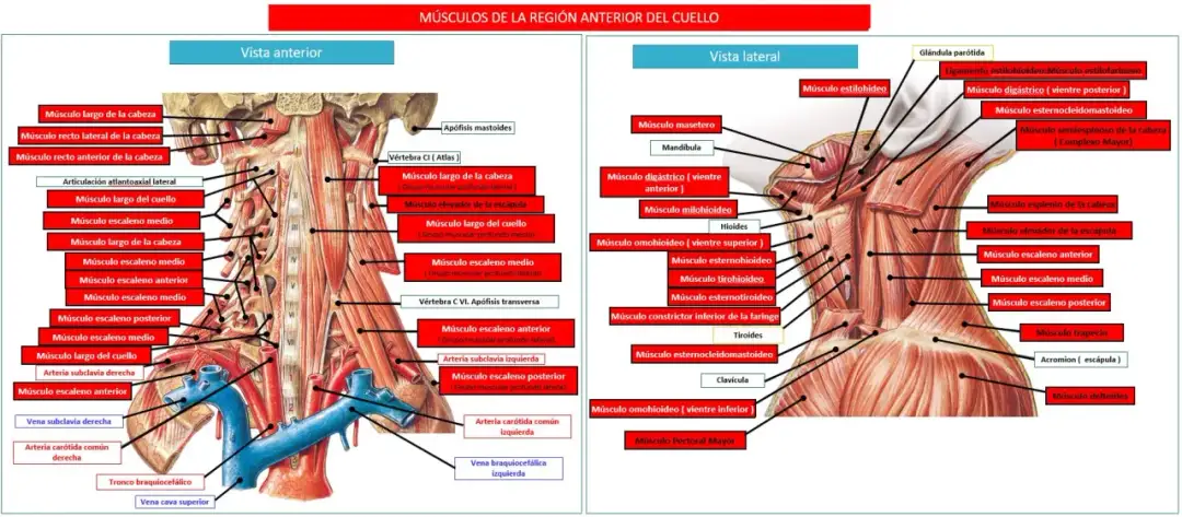 Todo sobre los músculos del cuello: funciones, tipos y salud cervical