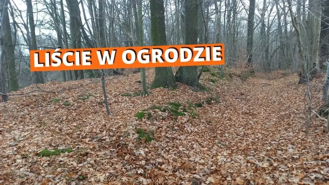 Co zrobić z liśćmi na działce – ekologiczne sposoby na ich wykorzystanie