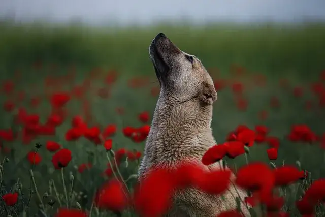 Czy pies może jeść mak? Dowiedz się, dlaczego to niebezpieczne