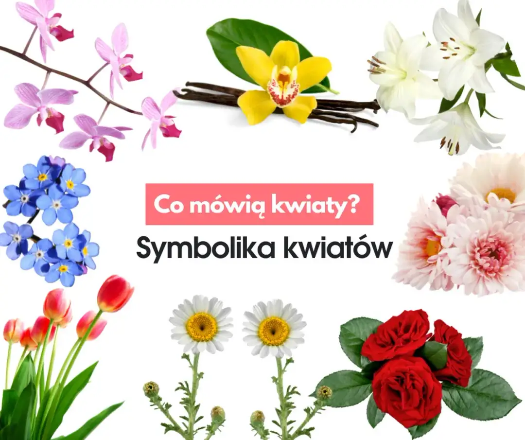 Jakich kwiatów nie dawać kobiecie: lista znaczeń i negatywnej symboliki