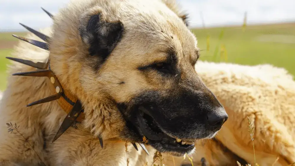 Jak zakładać kolczatkę dla psa bezpiecznie i skutecznie?