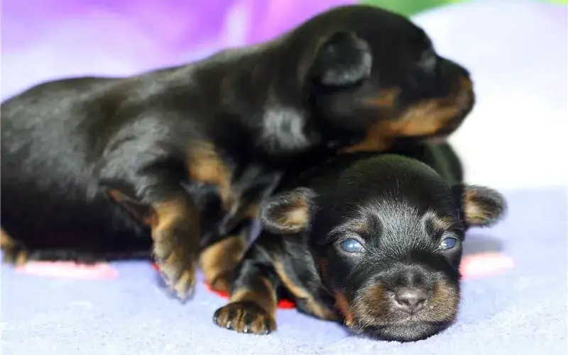 Kiedy szczeniak otwiera oczy? Normy, problemy i porady weterynarza