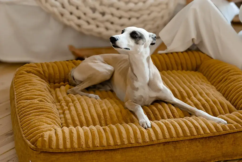 Legowisko dla psa które można prać - jak dbać o higienę i komfort