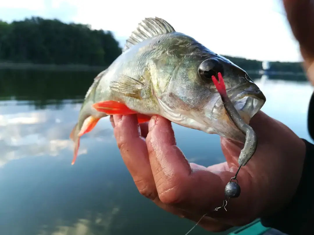 Najskuteczniejsze przynęty na okonia, które zawsze przynoszą efekty