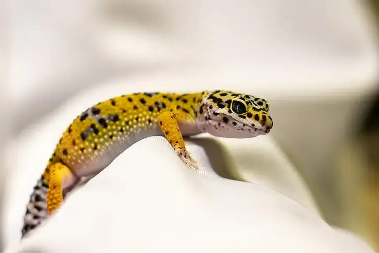 Ile kosztuje gekon? Ceny, które mogą Cię zaskoczyć w Polsce