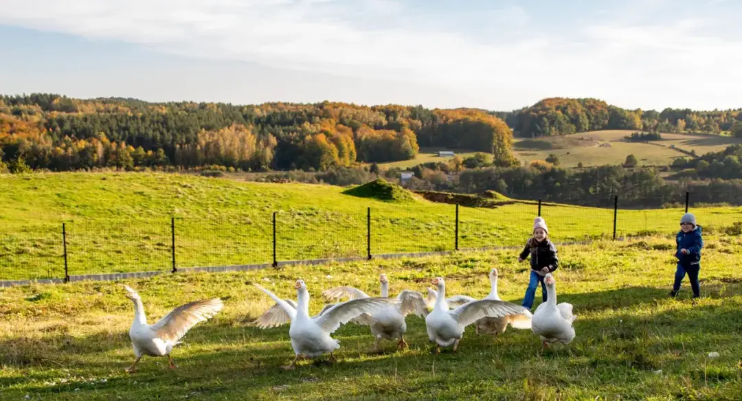 Zagroda edukacyjna: Odkryj sekrety wiejskiej nauki i zabawy!