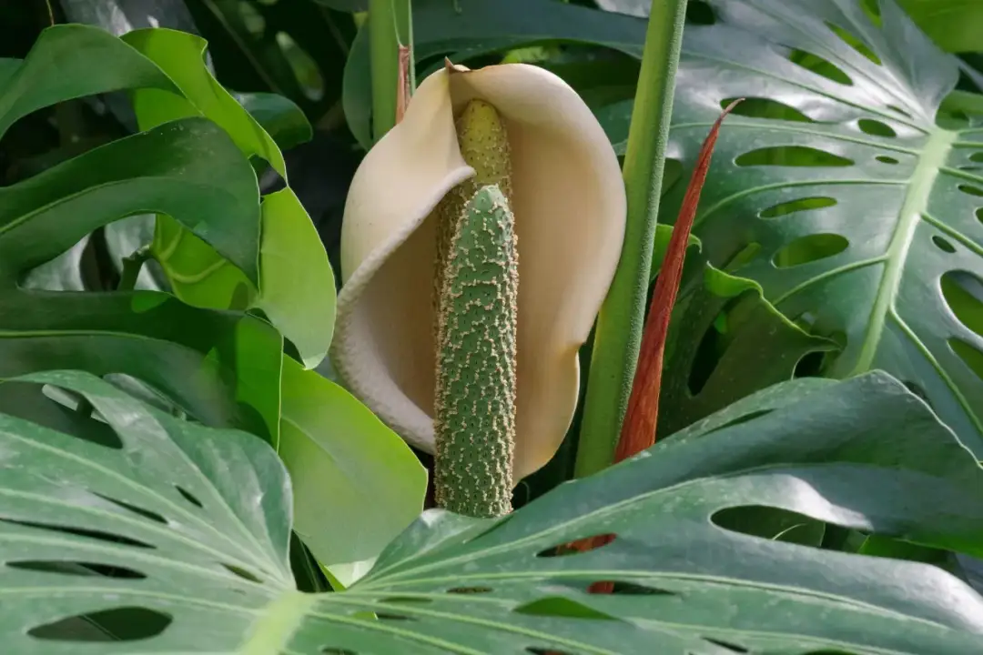 Kwitnienie Monstery: Jak Sprawić, by Zakwitła w Domu?