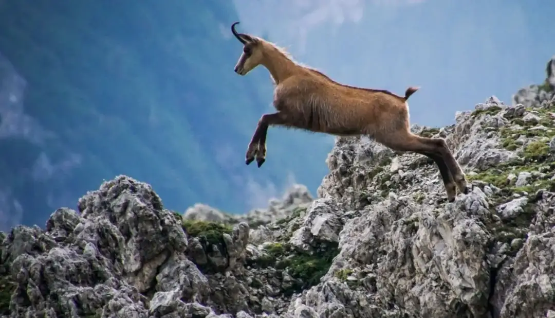 Animali Montagna Italia: Guida Avvistamenti Alpi e Appennini