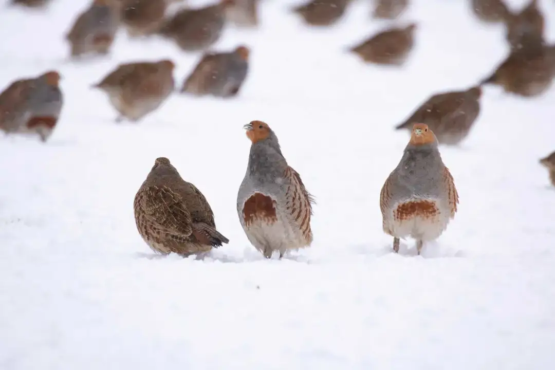 Czym żywi się bażant? Dieta, hodowla i dokarmianie zimą