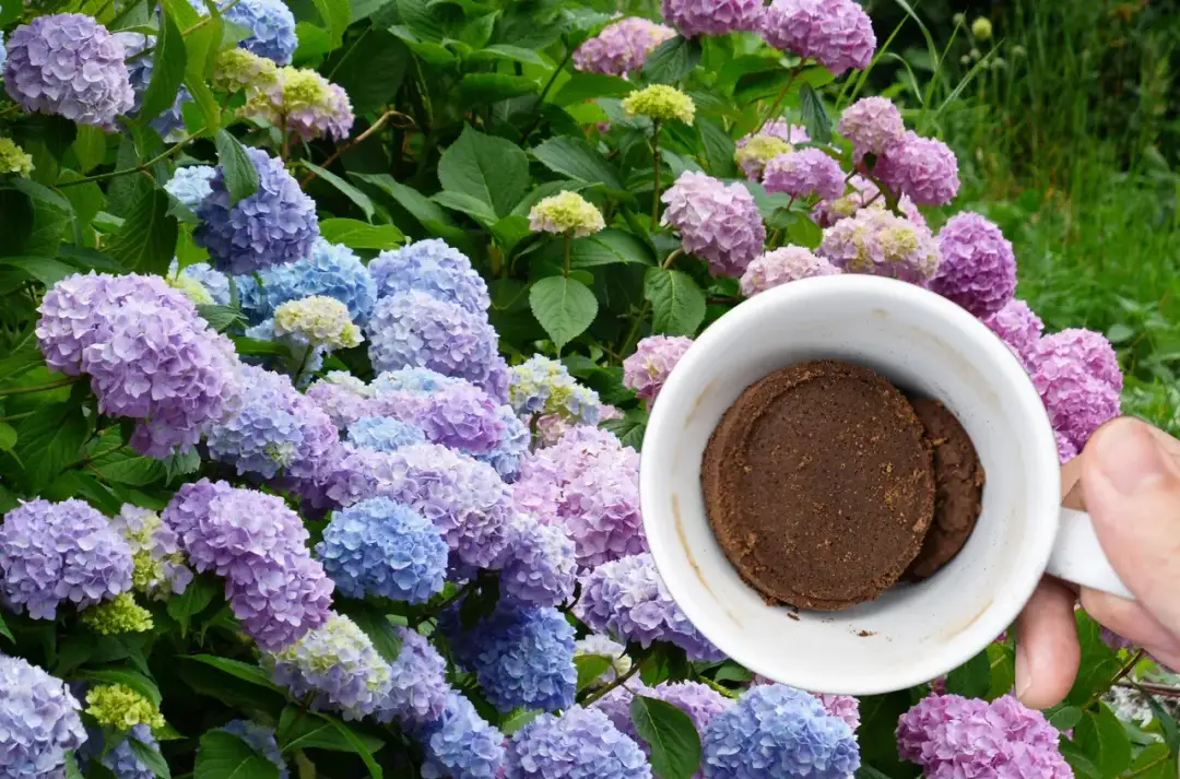 Kiedy sezon na hortensje? Odkryj najlepszy czas na ich kwitnienie