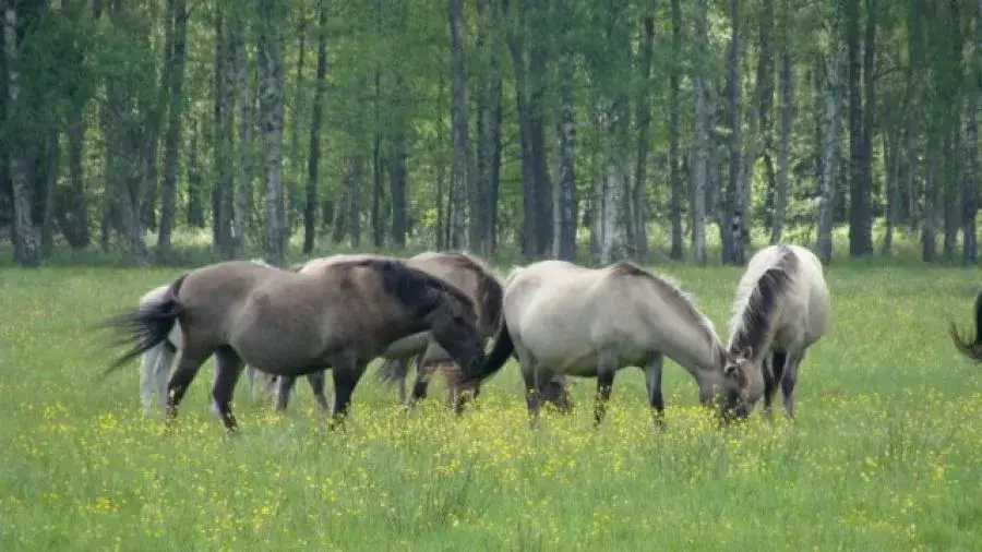Katedra hodowli koni i jeździectwa Olsztyn - poznaj ofertę i możliwości Katedra hodowli koni i jeździectwa Olsztyn - poznaj ofertę i możliwości