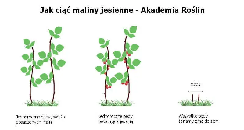 Jak przycinać maliny jesienne? Poradnik dla obfitych zbiorów.