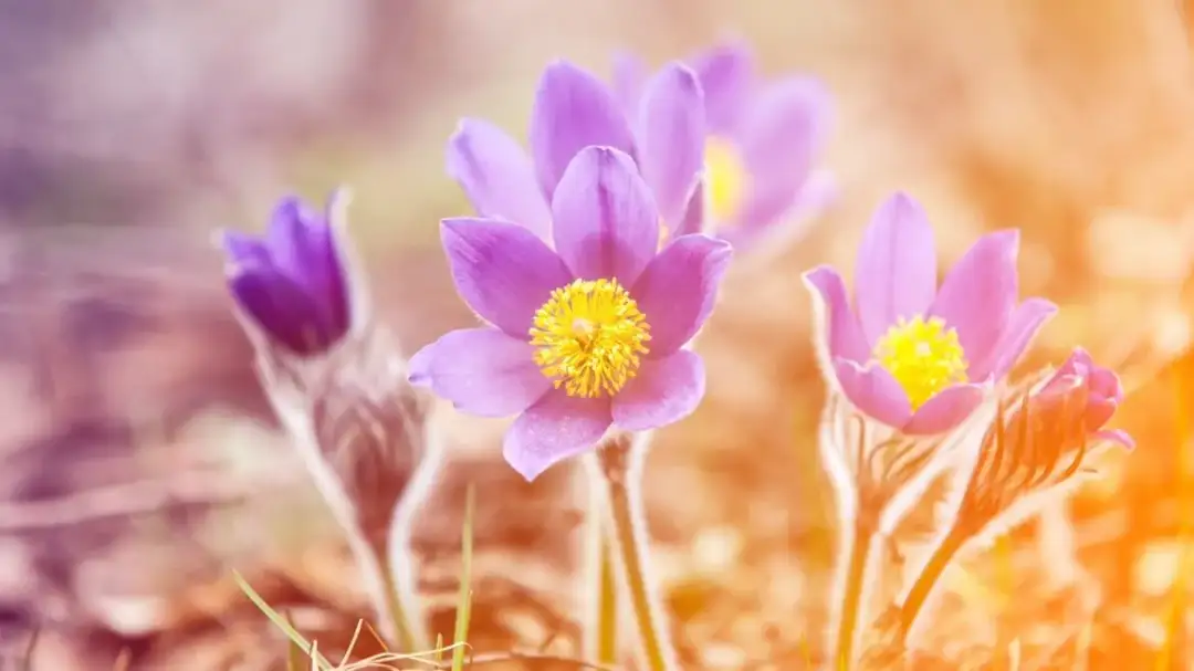 Pierwszy dzień wiosny na świecie: tradycje, obchody i znaczenie