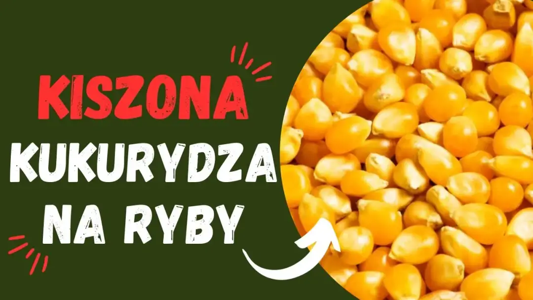 Jak kisić kukurydzę na ryby, aby przyciągnąć największe okonie