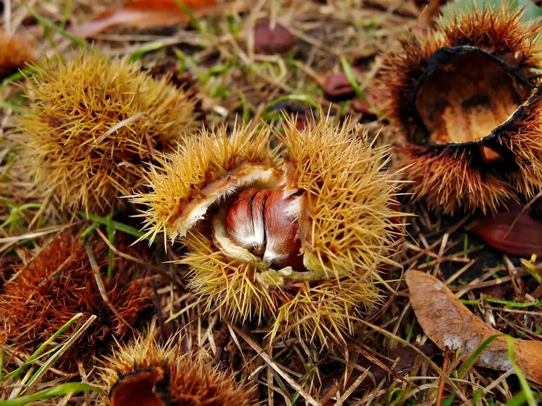 Kwiaty kasztana jadalnego: urzekający symbol wiosny i natury