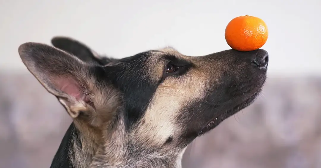 Czy pies może jeść pomarańcze? Bezpieczne porcje i ryzyko zdrowotne