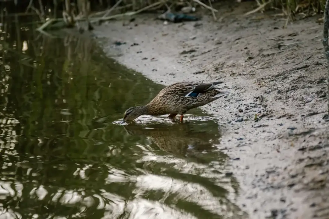 Jezioro Gowidlińskie: raj dla wędkarzy i miłośników natury