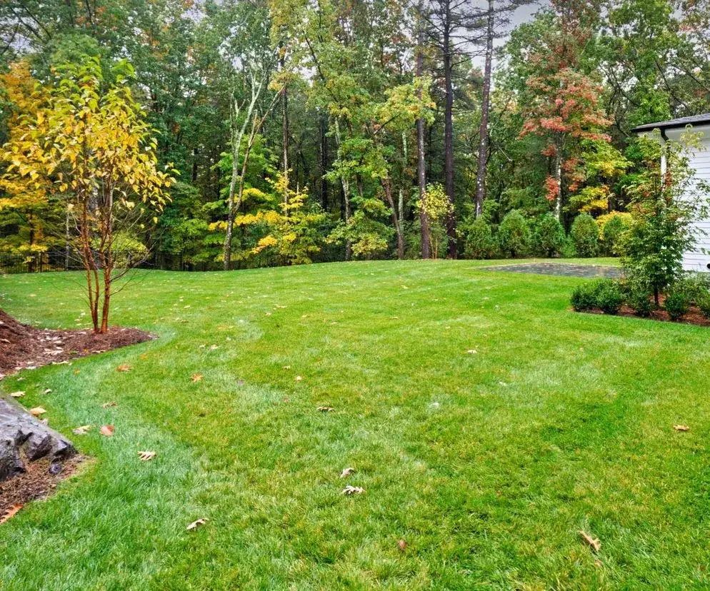 Jak stosować siarczan magnezu na trawnik, aby uniknąć problemów z trawą